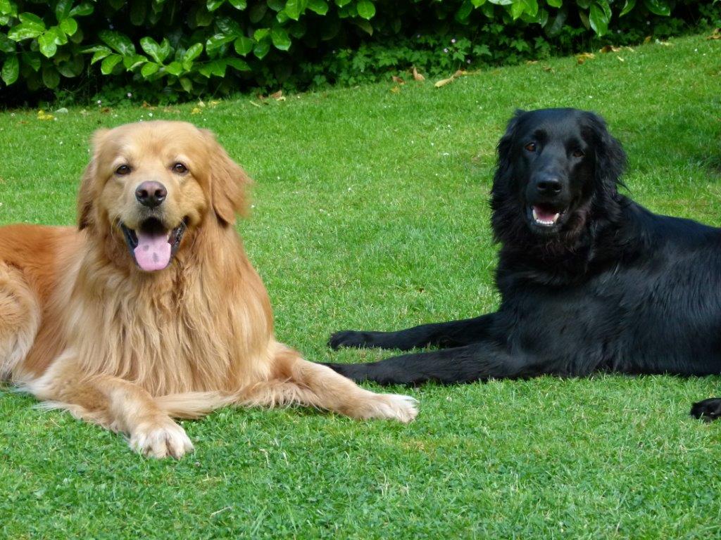 Pippa und Gonzo