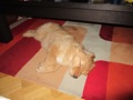 8 Wochen