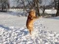 im Schnee